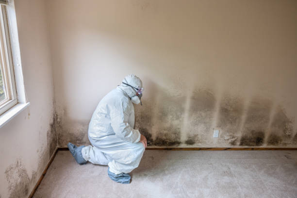 Best Toxic Mold Removal  in Bayport, MN